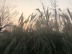 -泗洪洪泽湖湿地景区