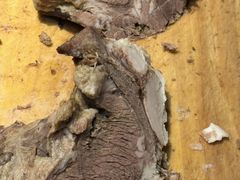 -毅祥斋老孙家泡馍(西羊市店)