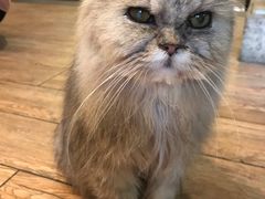 -more than meow吴止猫主题餐厅(承德 中船汇店)