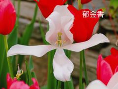 -国家植物园南园
