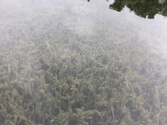 -眉山湿地公园(东坡区)