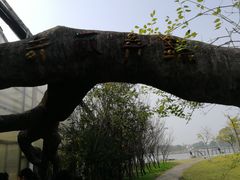 -上海都市菜园