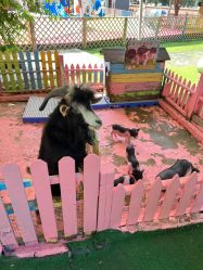 -萌宠亲子动物乐园(槐房万达店)