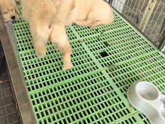 -中环花鸟鱼虫市场