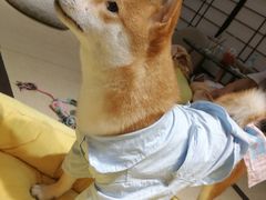 -逗柴咖啡屋·狗咖猫咖宠物桌游