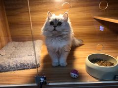 -喵百万·布偶·蓝金金渐层英短·猫舍(百子湾店)