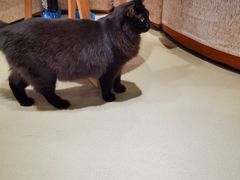 -藏猫猫咖啡主题馆(中央大道店)