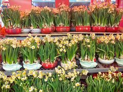 -越秀西湖花市(广州城市广场花卉店)