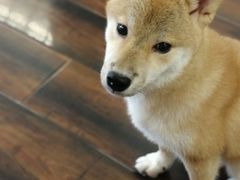 -豆柴町-柴犬主题狗咖(红鼎国际C座店)