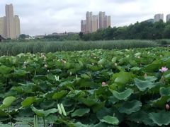 -前关湿地公园