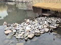 -荷塘味道(水长城店)