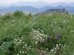 -白草畔自然风景区