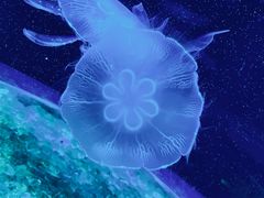 -欢乐海岸海洋奇梦馆