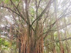 -深圳湾公园(南山区)