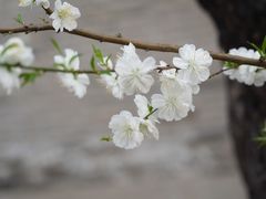 -雍和宫