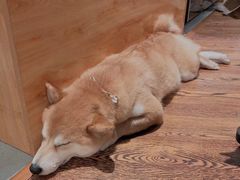 -柴务处·柴犬主题狗咖