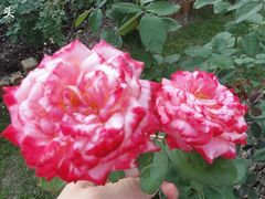 -人民公园(罗湖区)