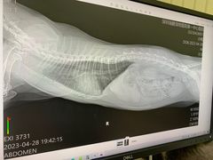 -瑞鹏宠物医院·骨科·猫科·内科(第一中心)