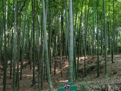 -上海佘山国家森林公园天马山园