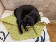 -猫咪派对(江南西店)