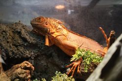 -未来动物城主题公园(正弘城店)