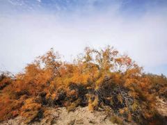 -金塔沙漠胡杨林景区
