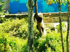 -中国大熊猫保护研究中心雅安碧峰峡基地