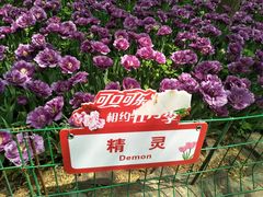 -洛阳郁金香牡丹园