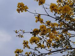 -天适樱花悠乐园