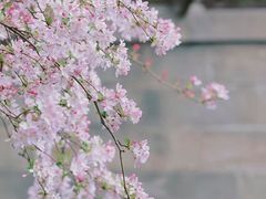 -棠湖公园