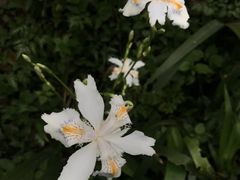 -峨眉山报国寺
