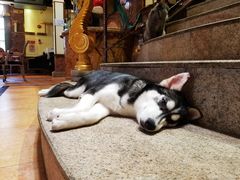 -more than meow吴止猫主题餐厅(承德 中船汇店)