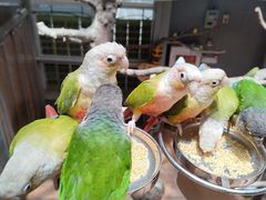 -正佳雨林生态植物园