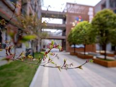 -金陵中学(河西分校)