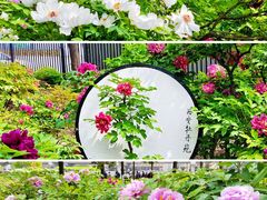 -西安牡丹苑