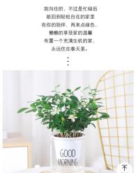 -标婷维生素E乳