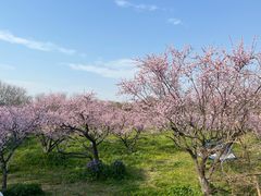 -上海海湾国家森林公园