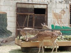 -青藏高原野生动物园