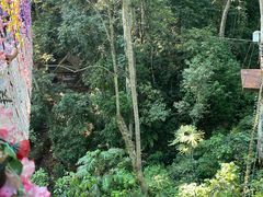 -西双版纳原始森林公园