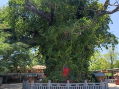 -大槐树寻根祭祖园