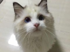 -宠爱多约克夏马尔济斯泰迪小型犬专卖