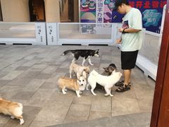 -柯斗斗主题餐厅·狗咖·围炉煮茶·茶饮(国瑞升平里店)