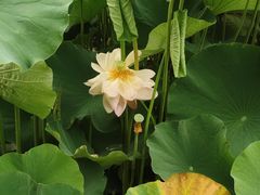 -洛阳市隋唐城遗址植物园
