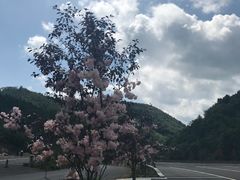 -天女山森林公园