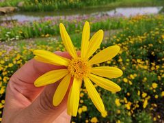 -长田漾湿地公园