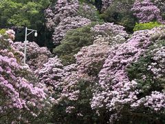 -梧桐山风景名胜区