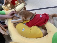-逗柴咖啡屋·狗咖猫咖宠物桌游