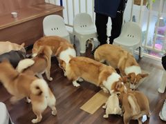 -柯斗斗主题餐厅·狗咖·围炉煮茶·茶饮(国瑞升平里店)