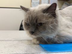 -萌兽医馆·犬猫专科·眼科中心·宠物医院(朝阳门分院)