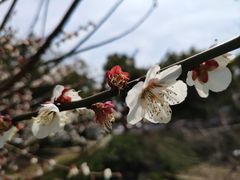 -香雪海